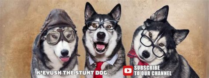 K’Eyush The Stunt Dog